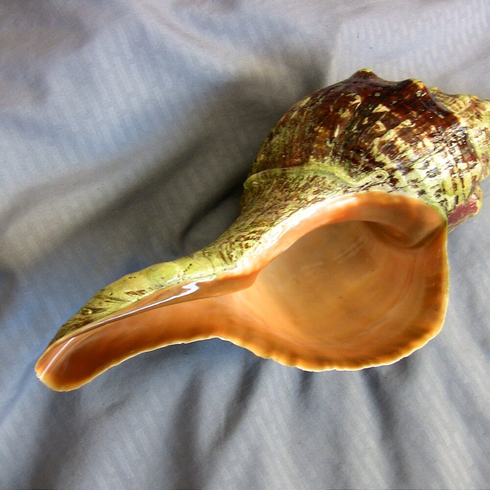 Beautiful Florida Horse Conch Shell 12"